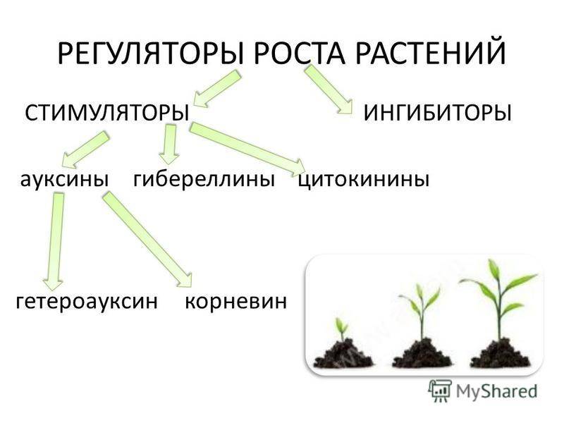 Лучшие стимуляторы роста растений - советы по применению