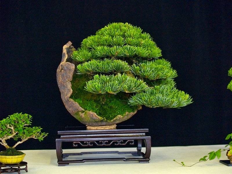 Традиционные стили бонсай: 13 вариантов вырастить мини-дерево в домашних условиях selo.guru — интернет портал о сельском хозяйстве