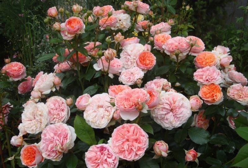 Сорта английских роз и как за ними ухаживать