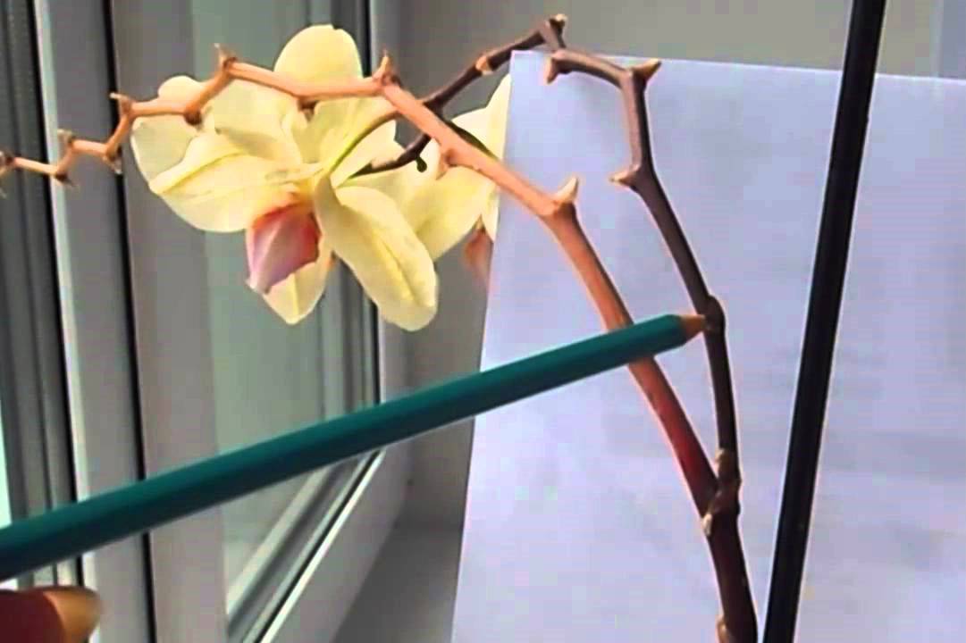 Ваши орхидеи отцвели