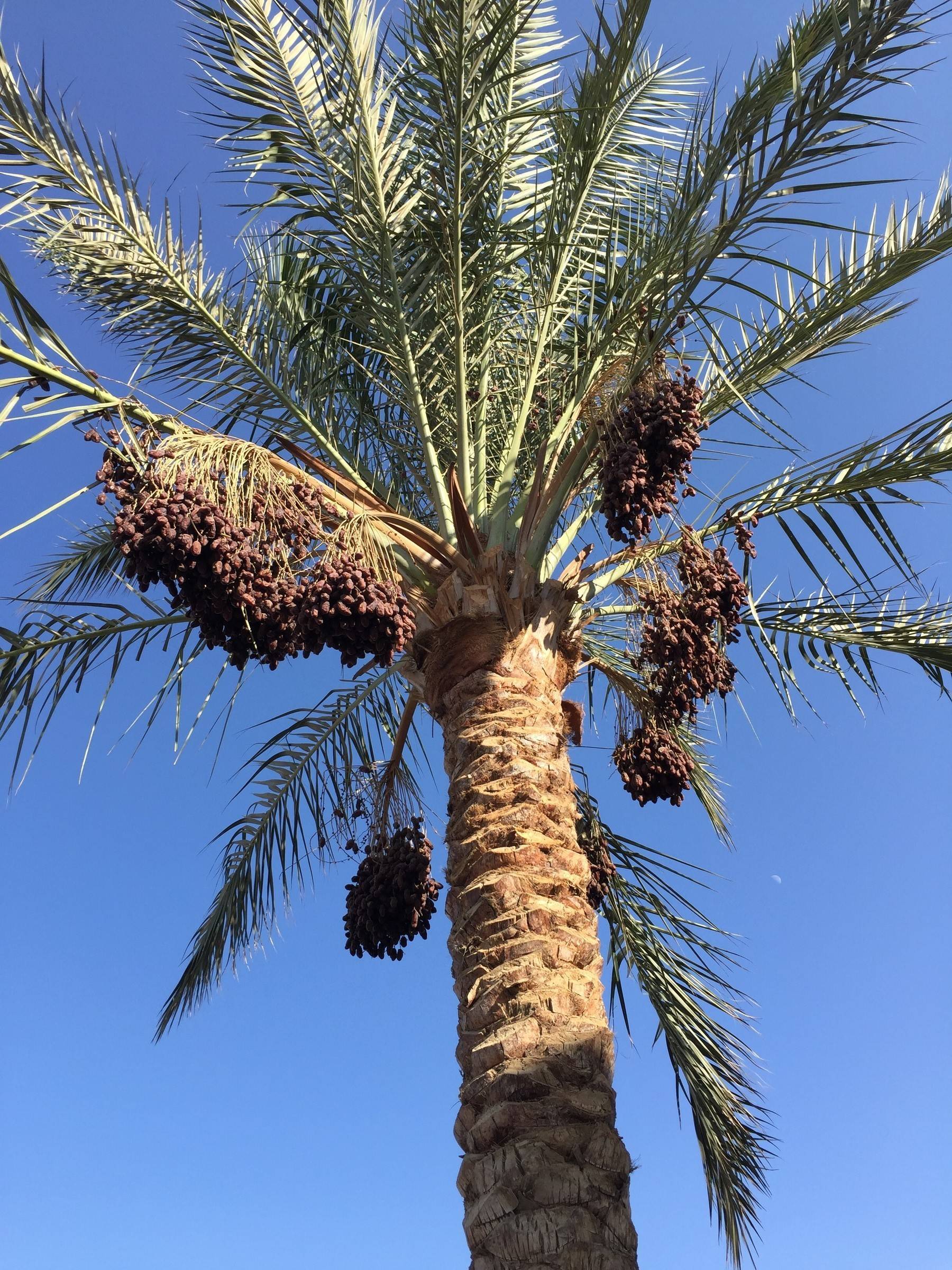 Финиковая пальма (50 фото) - виды, уход и выращивание в домашних условиях