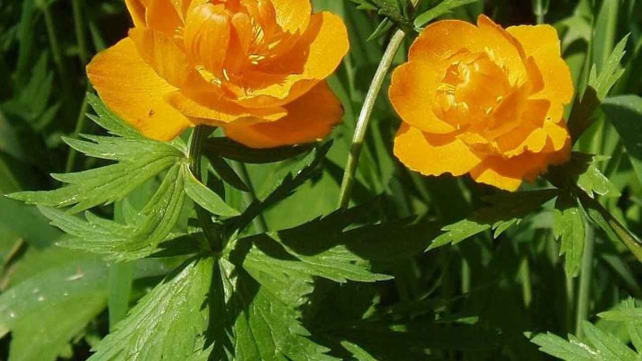 Садовые желтые цветы многолетники: названия и фото, высокие и низкорослые