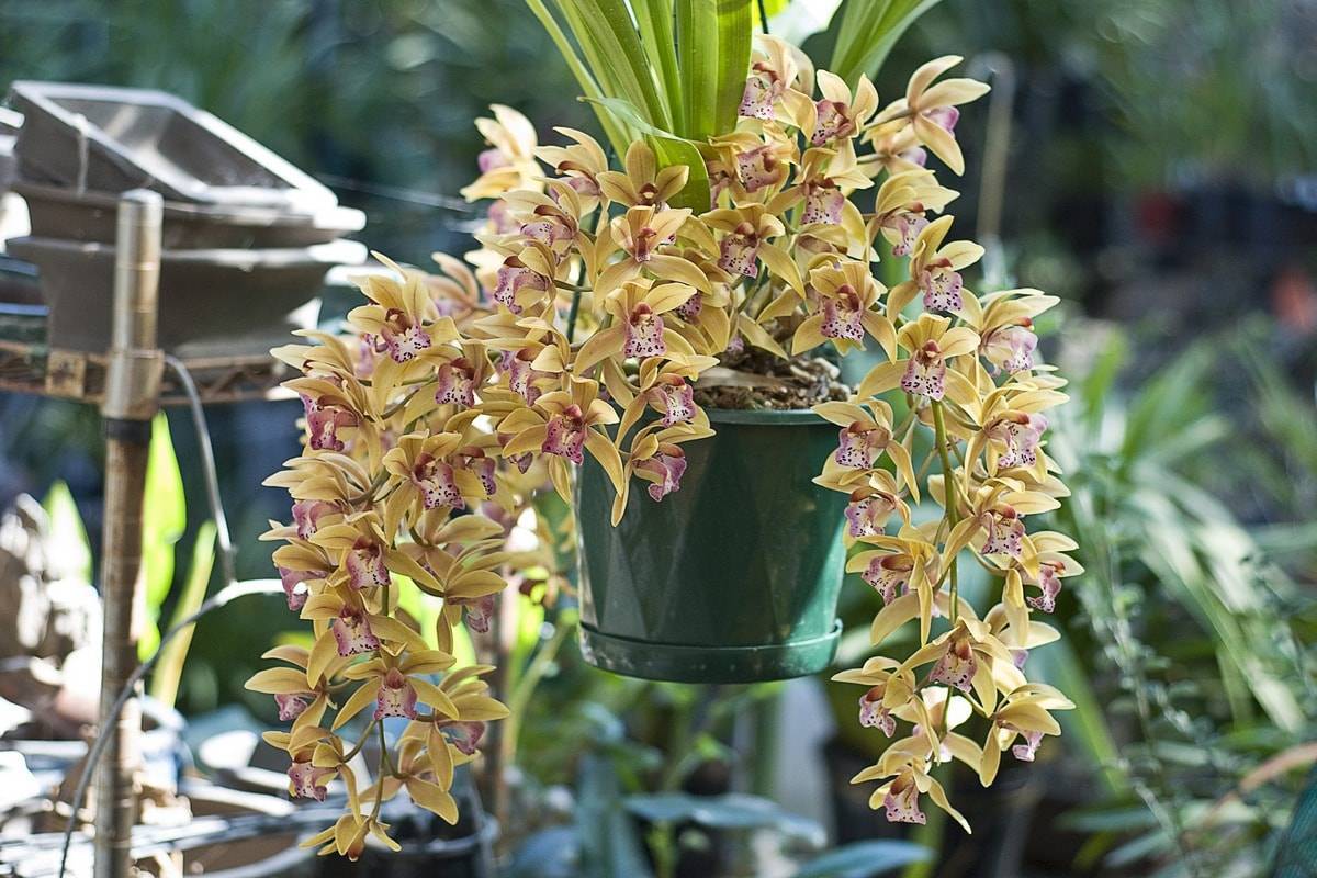 Орхидея цимбидиум: уход дома, пересадка, размножение, вредители, болезни