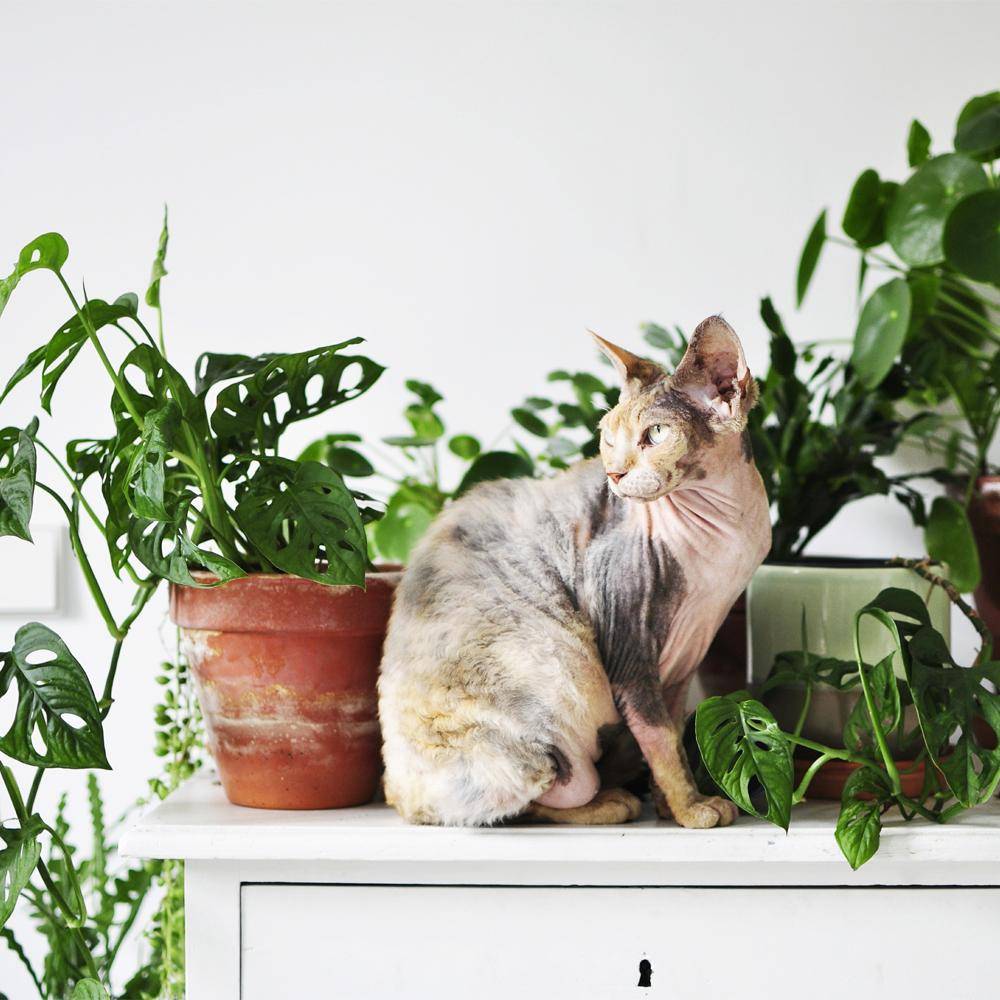 Комнатные растения, безопасные для кошек | муркотики