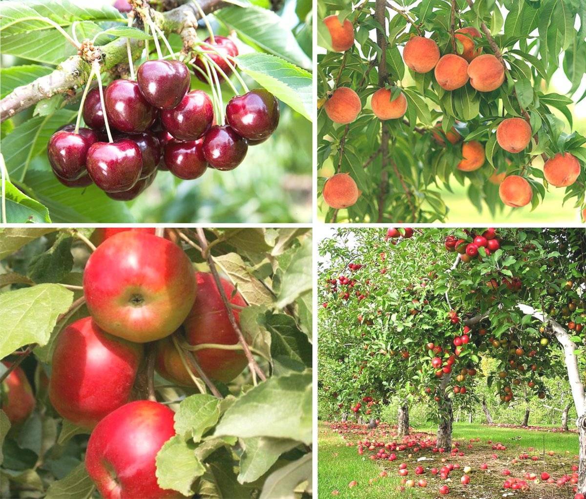 Плодовые деревья для посадки на участке: как выбрать, виды, особенности посадки