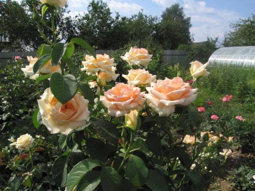 Роза Осиана (Osiana) — описание гибридного сорта
