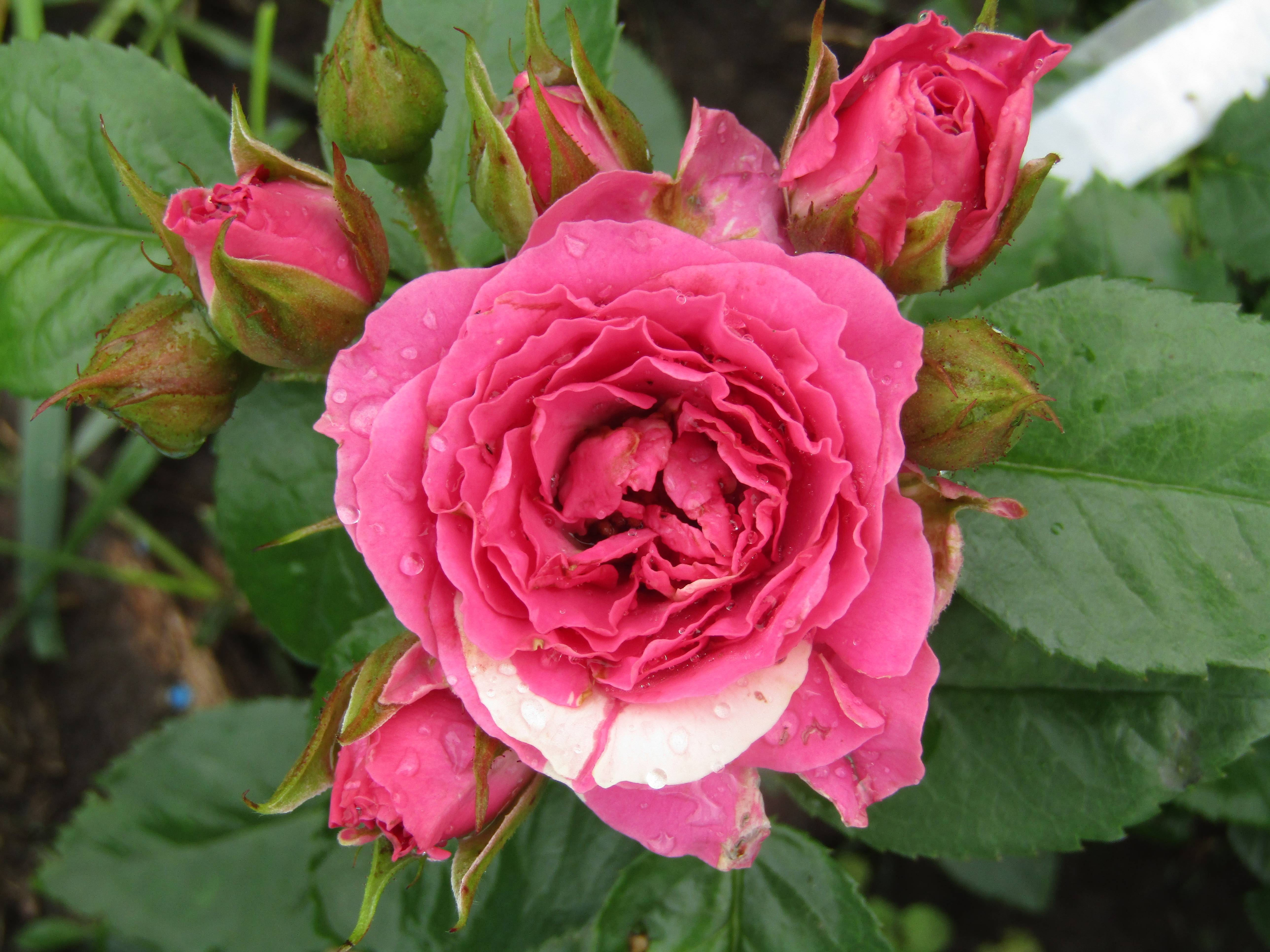 Роза лидия: фото, описание спрей розы