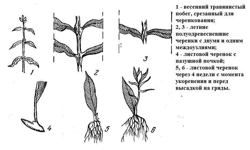 Флоксы: размножение черенками, семенами, отводками