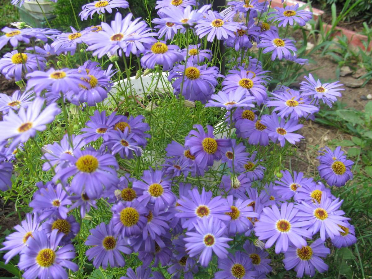  цветы брахикома - особенности посадки и уход за растением