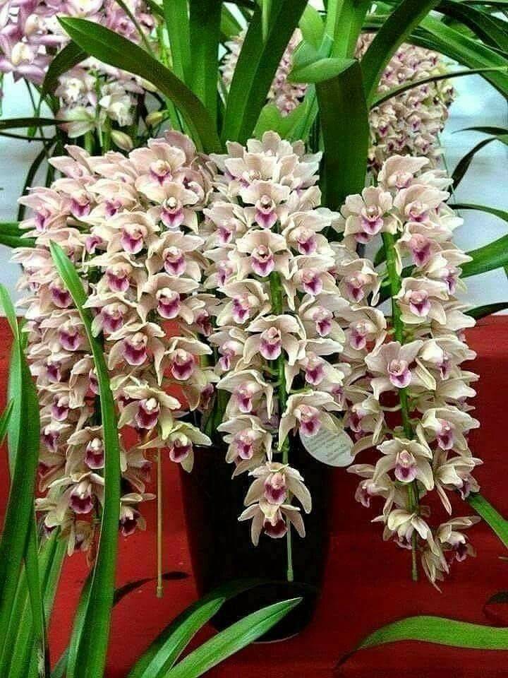 Орхидея цимбидиум, как ухаживать чтобы из стрелочки появился цветок
