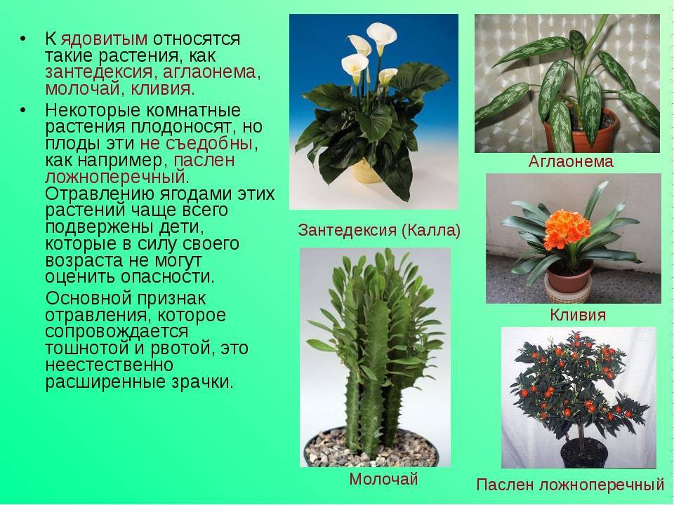 Названия и описание ядовитых комнатных цветков