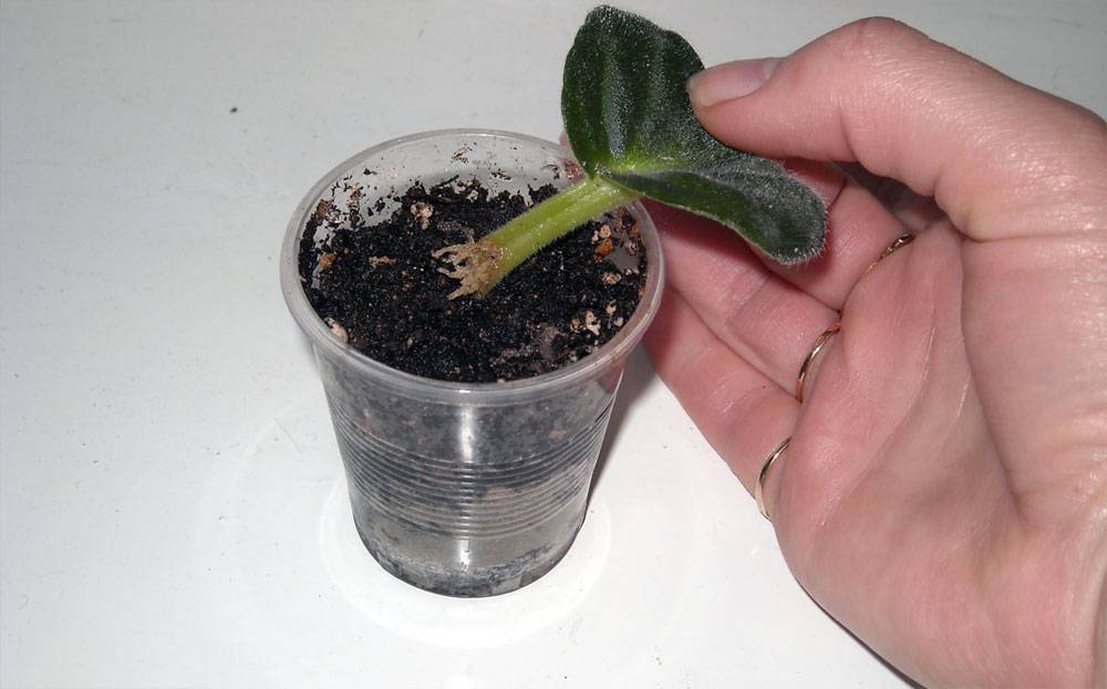 Способы размножение фиалок (сенполий). как можно вырастить из листочка фиалку в домашних условиях - мой дом