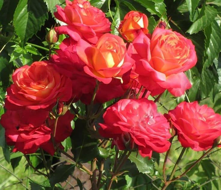 30 лучших сорта роз флорибунда