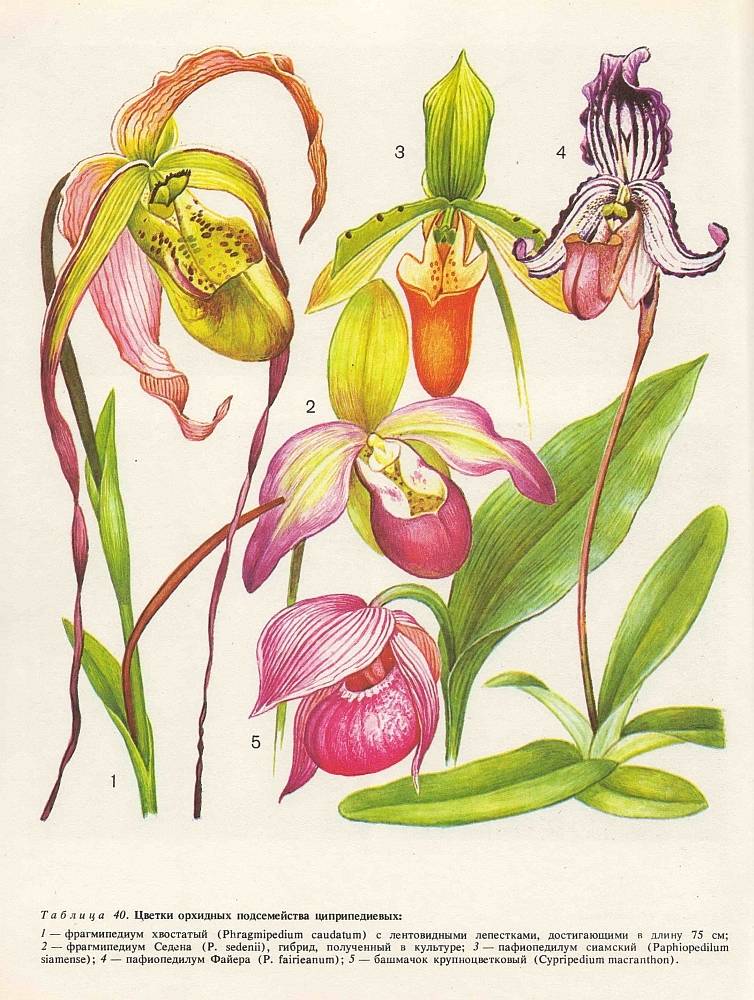 Виды орхидей: названия, фото и описания (каталог)