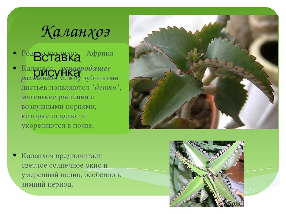 Каланхоэ лечебное растение для чего используют фото