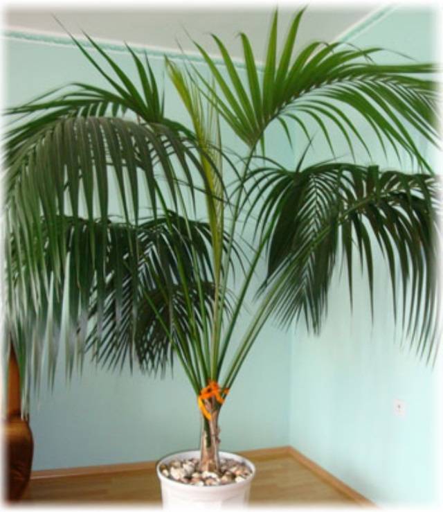 Ховея: размножение и уход за комнатной пальмой в домашних условиях, описание и фото сортов форстериана (форстера), бельмора (кентия), отличия от хамедореи