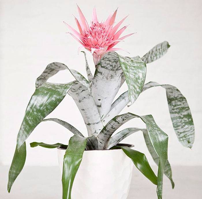 Цветок эхмея: фото и уход в домашних условиях за полосатой и цветущей