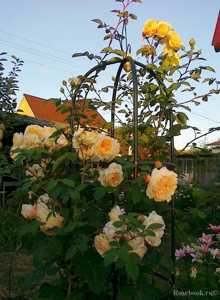 Роза тизинг джорджия (teasing georgia) — описание сорта