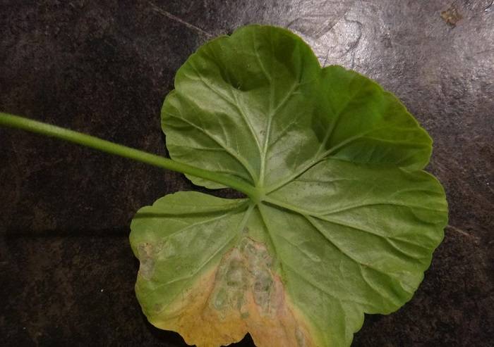 Причины болезней у герани: чем обработать листья пеларгонии от вредителей