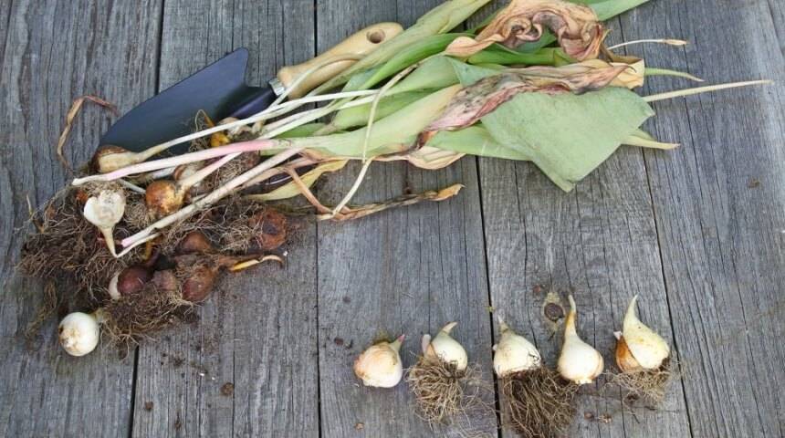 Как хранить луковицы тюльпанов: хранение до посадки осенью, после выкопки, как сохранить в домашних условиях до весны после цветения
