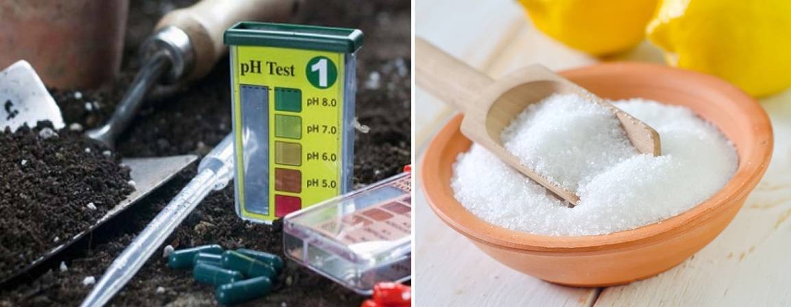 Почва для гортензии: в саду и дома, купить или приготовить, как подкислить