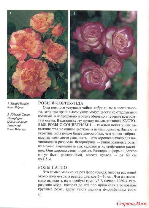 О розе sahara: описание и характеристики, выращивание сорта плетистой розы