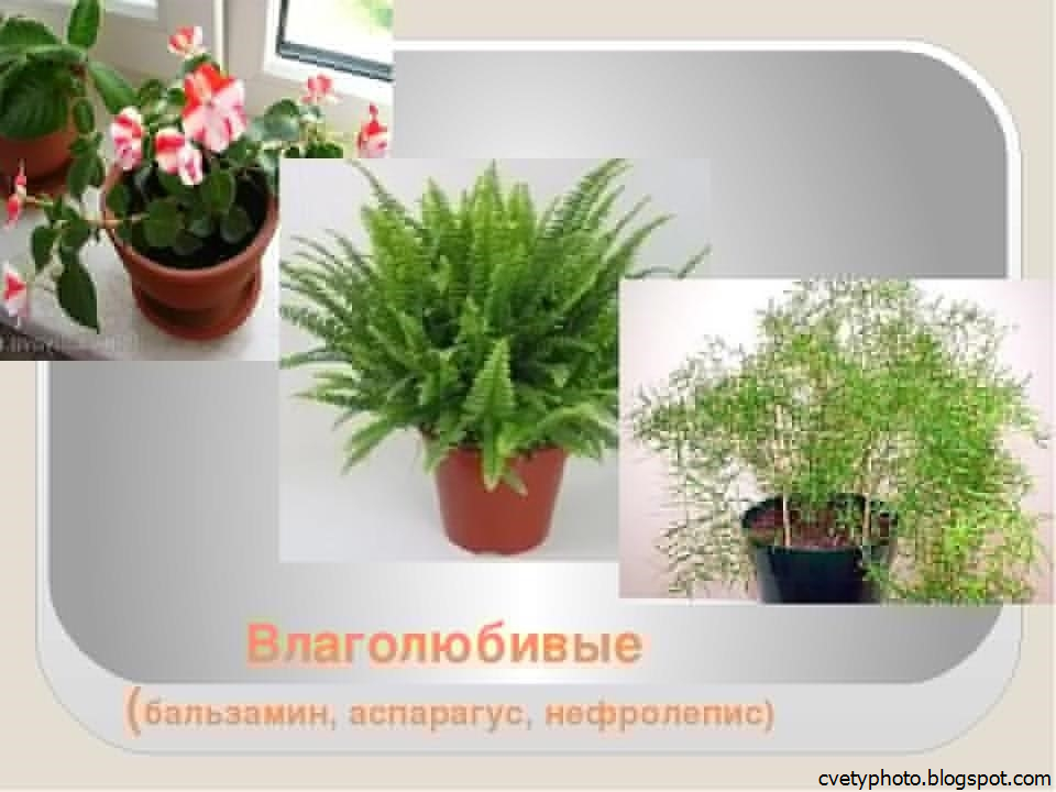 Влаголюбивые растения: домашние и садовые цветы | клуб цветоводов