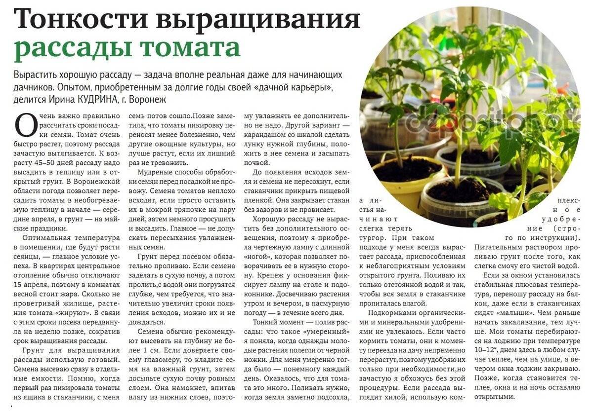 Причудливая пеперомия. выращивание, уход в домашних условиях. фото — ботаничка.ru