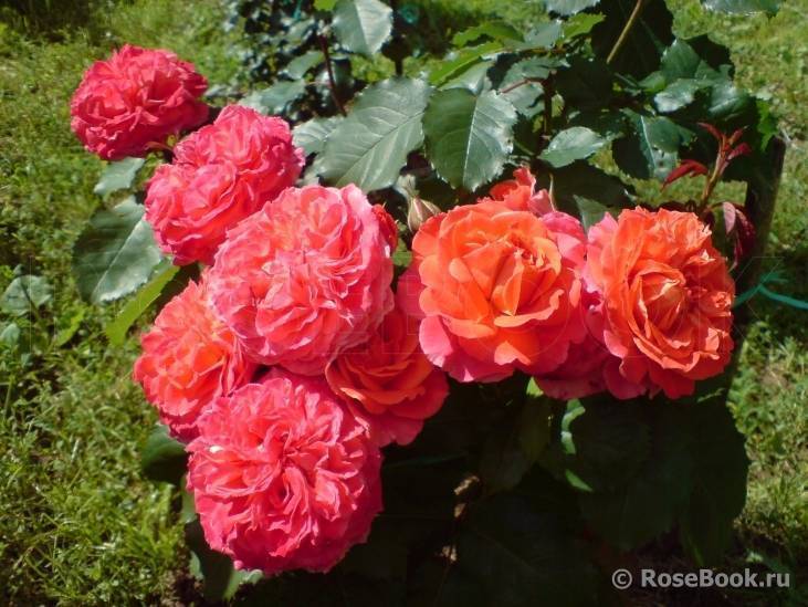 Роза эмильен гийо: описание и фото