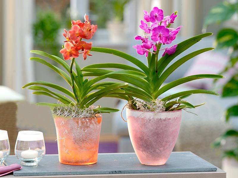 Ванда фото орхидеи, уход в домашних условиях, размножение, пересадка