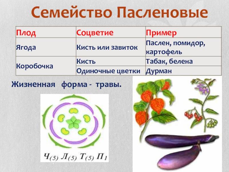 Схема цветка семейства пасленовых