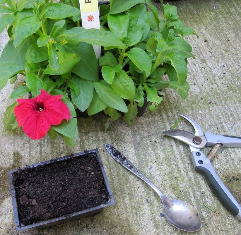 Выращивание петунии из семян в домашних условиях: хитрости посева на рассаду и посадка, также как сажать и вырастить, что делать дальше, когда взошли, как выглядят?