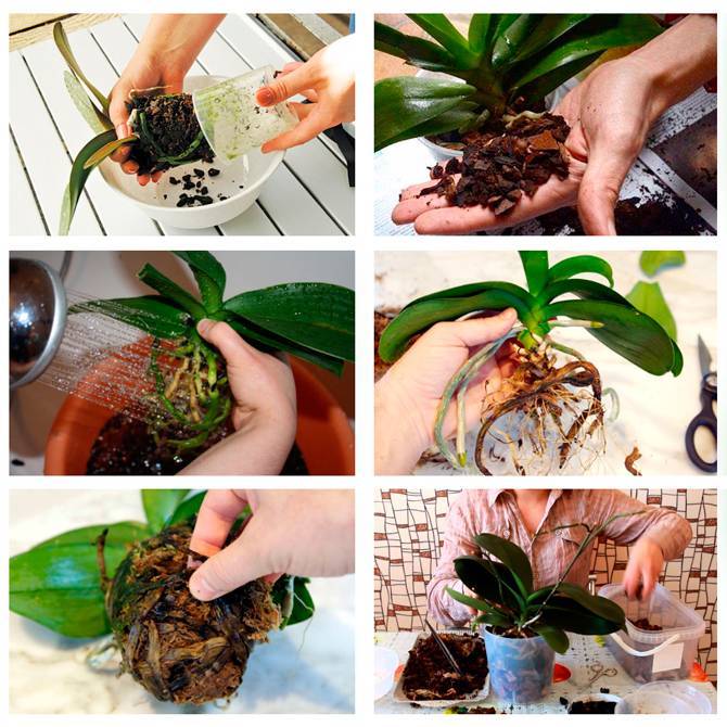 Орхидея: уход и размножение в домашних условиях