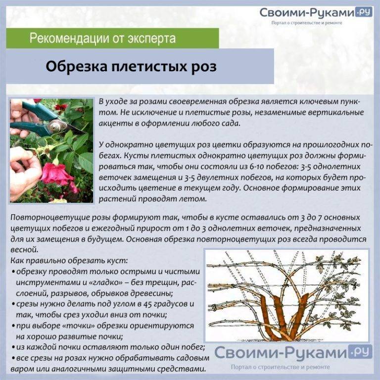 Подкормка клематисов для пышного и продолжительного цветения летом