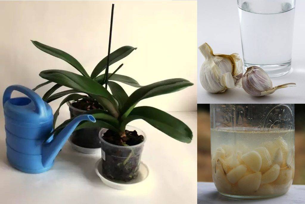 Полив орхидей чесноком: как повлияет, как применят вместе с янтарной кислотой / корневином, отзывы