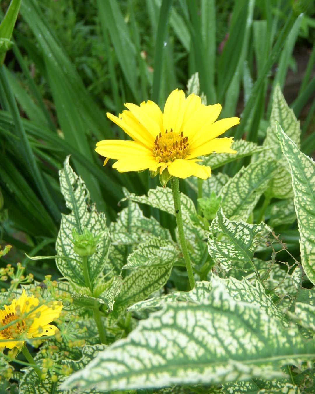 Гелиопсис многолетний – солнечный цветок для сада