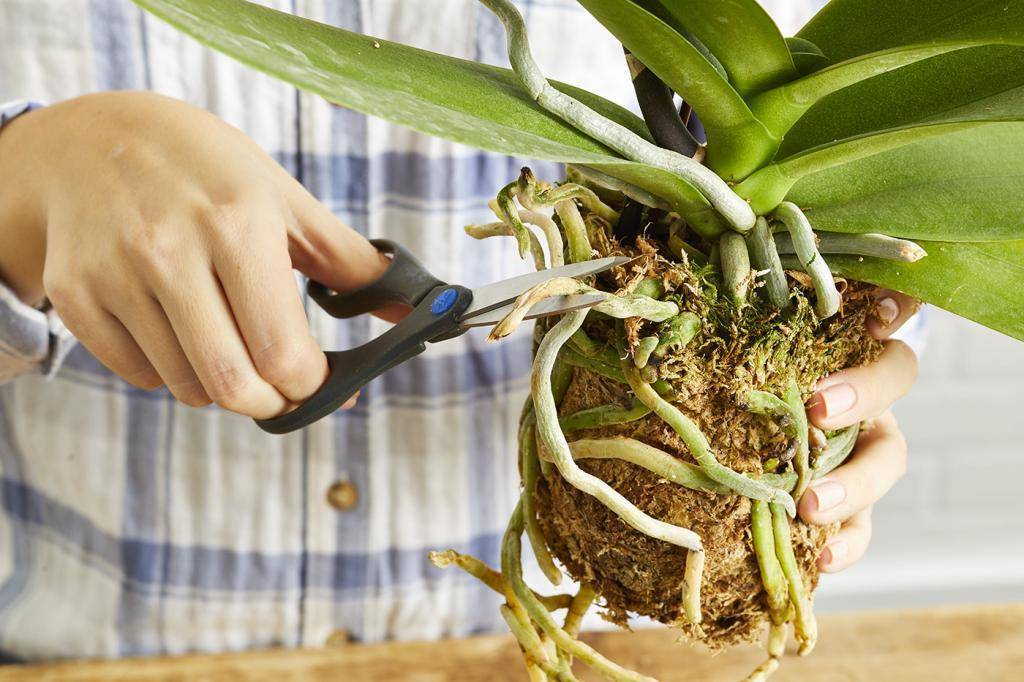 Орхидея камбрия: уход в домашних условиях, пересадка, подбор грунта, выращивание деток