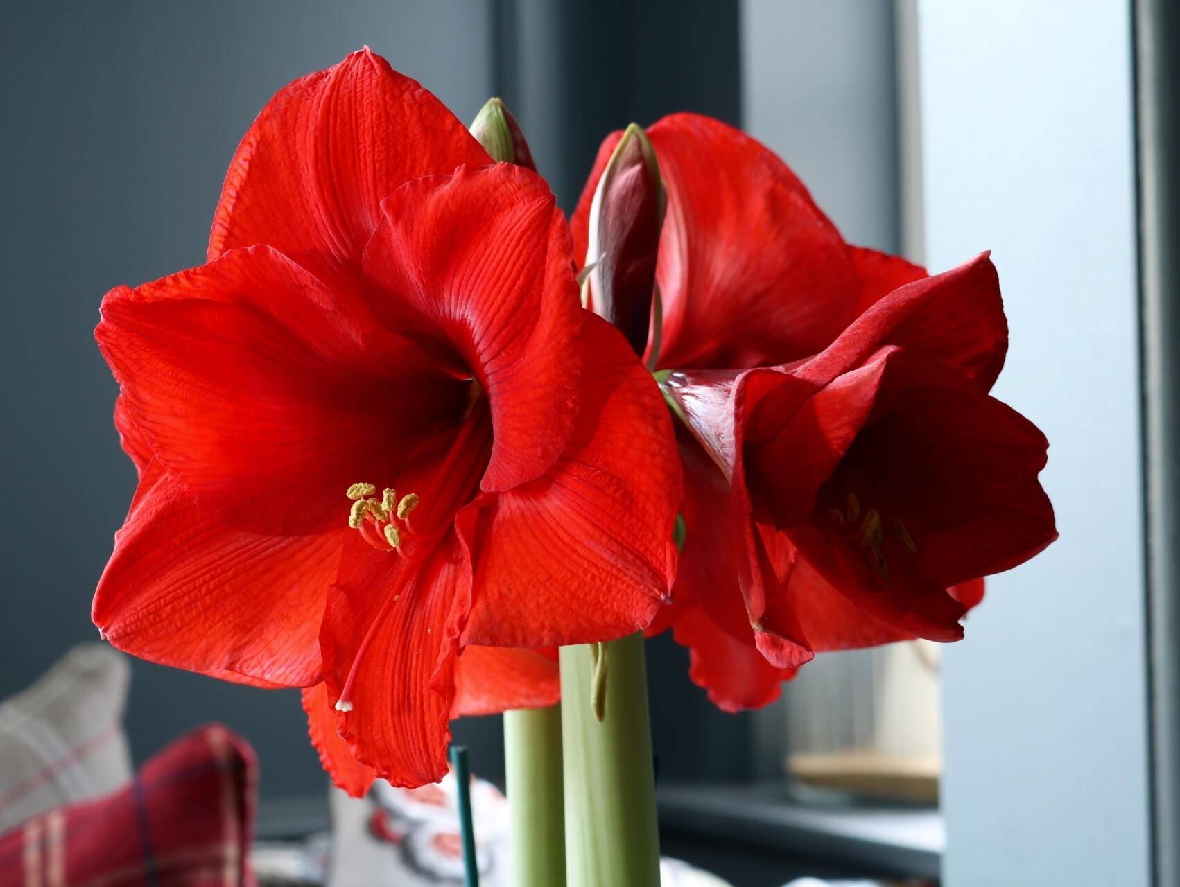 Цветок амариллис: уход в домашних условиях, фото и посадка амариллиса, домашний амариллис зимой