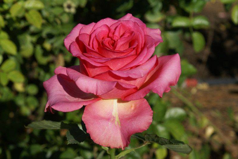 Роза Мондиаль (Mondial) — описание и разновидности