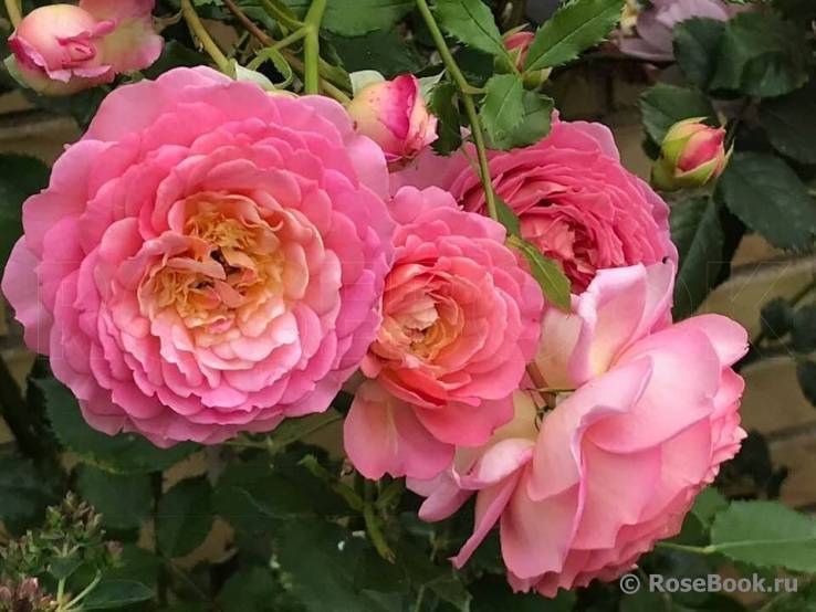 Роза абракадабра — характеристики и описание сорта