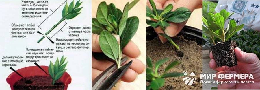 Методы вегетативного размножения комнатных растения