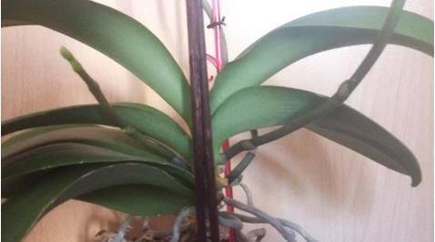 Как обрезать орхидею: после цветения, правильно, в домашних условиях?