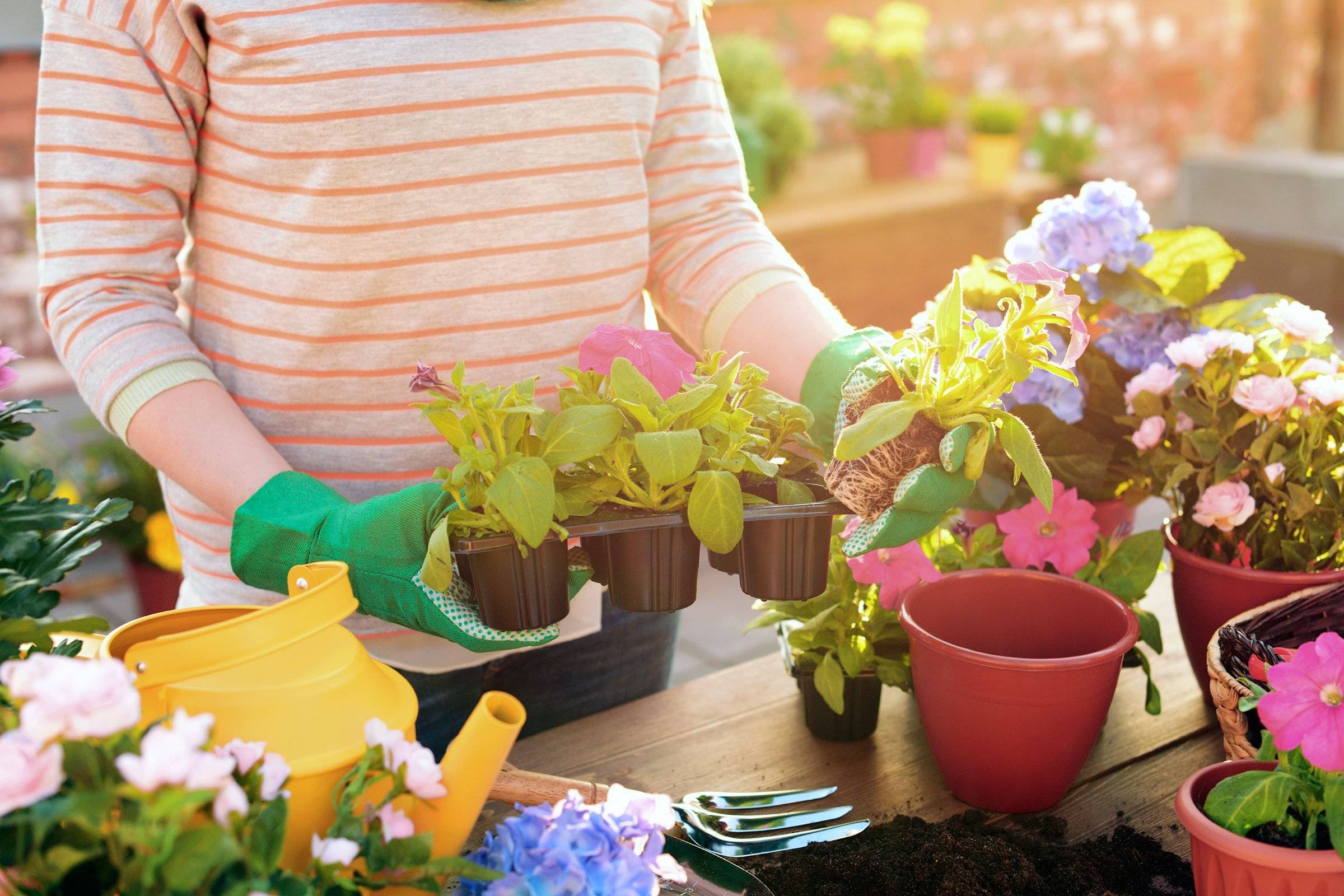 Благоприятные дни для пересадки комнатных растений в 2022 году - своими руками на даче  - как посеять, сажать, ухаживать за растениями и цветами
