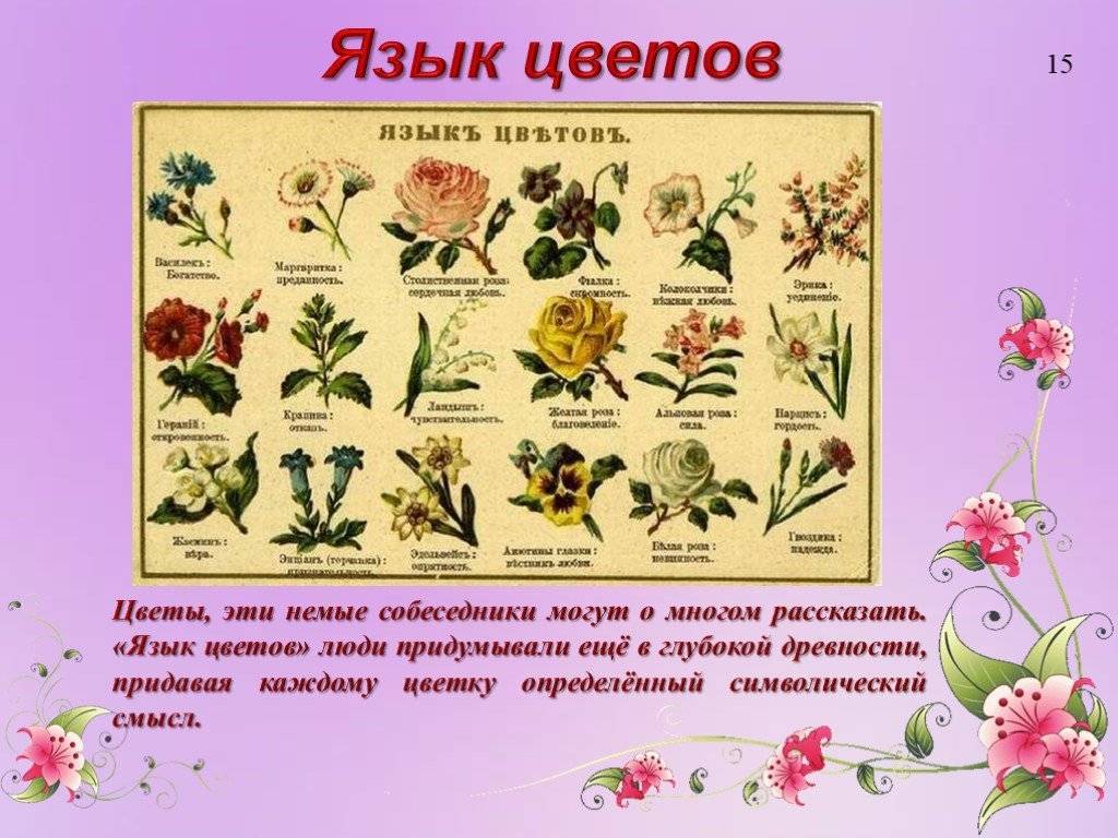 Цветы символика и значение