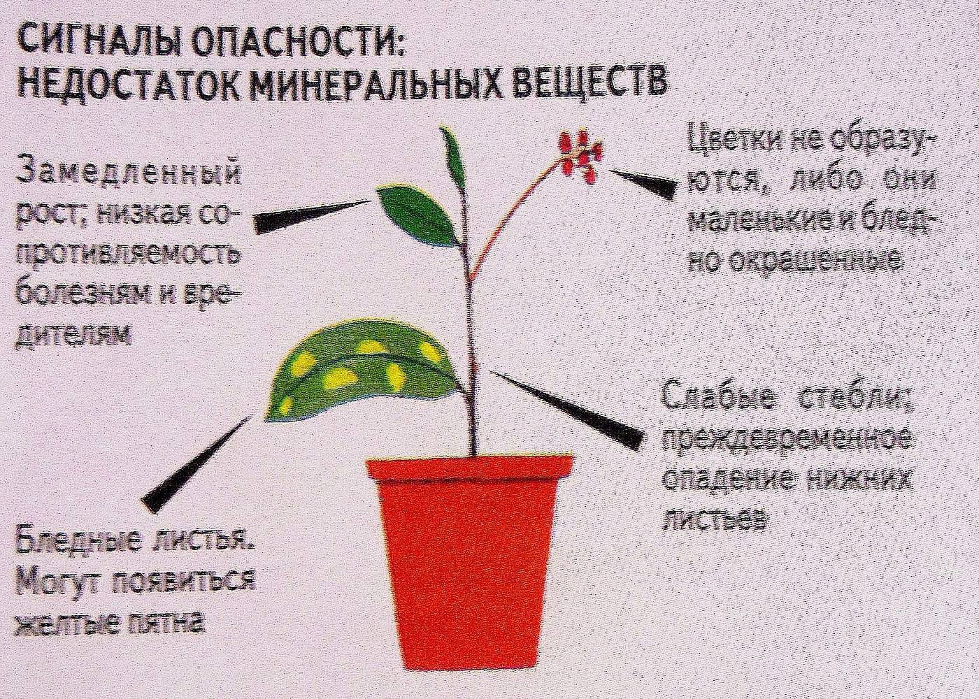 Почему не цветет комнатная свинчатка? уход в домашних условиях. фото — ботаничка.ru