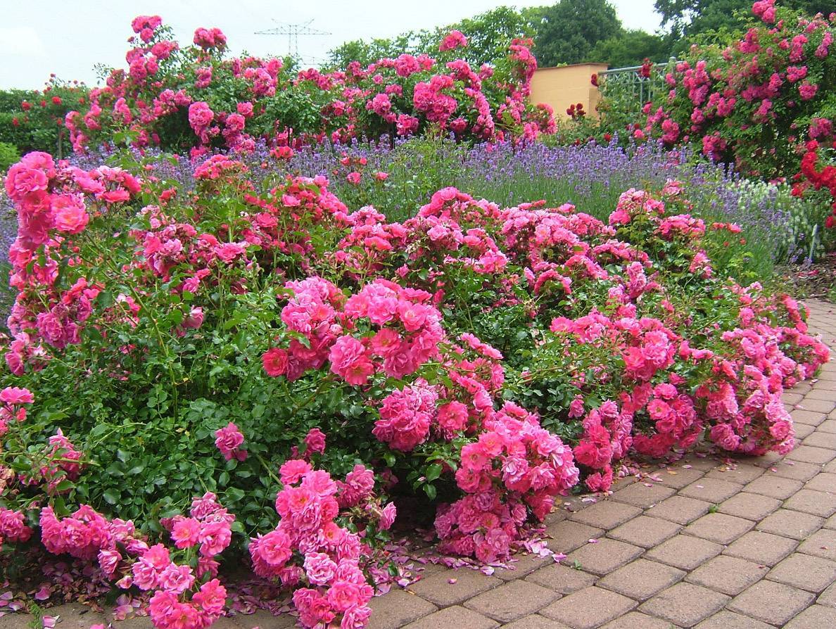 Выбор почвопокровных роз для сада. фото, посадка и уход