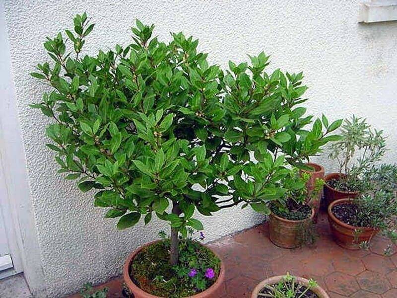 Лавровое дерево — выращивание в домашних условиях
