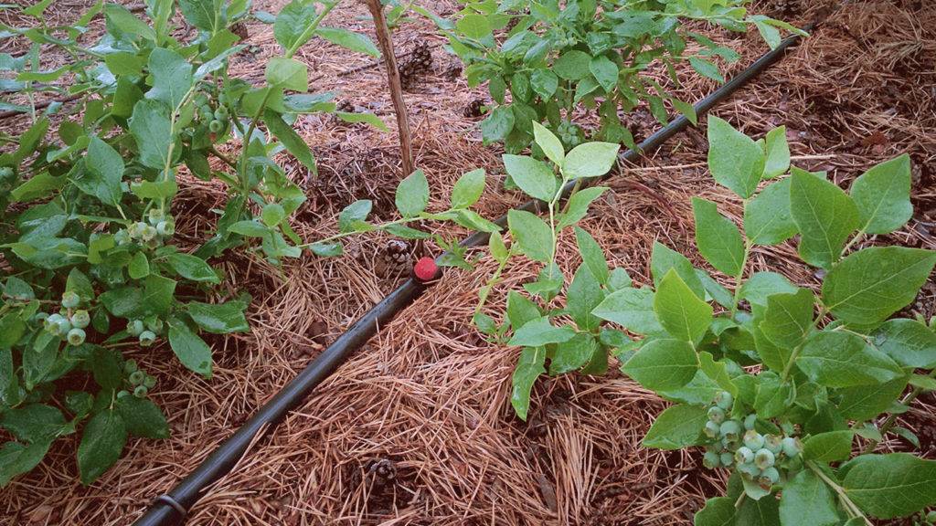 Как посадить и ухаживать за чубушником лемуана в открытом грунте: полив, удобрение