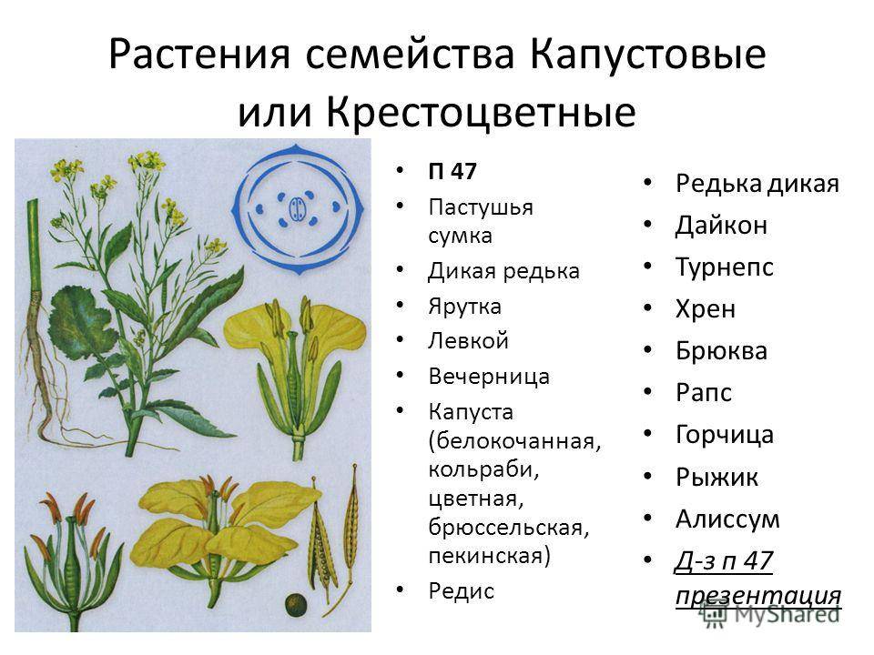 Злаковые растения (семейство злаков)