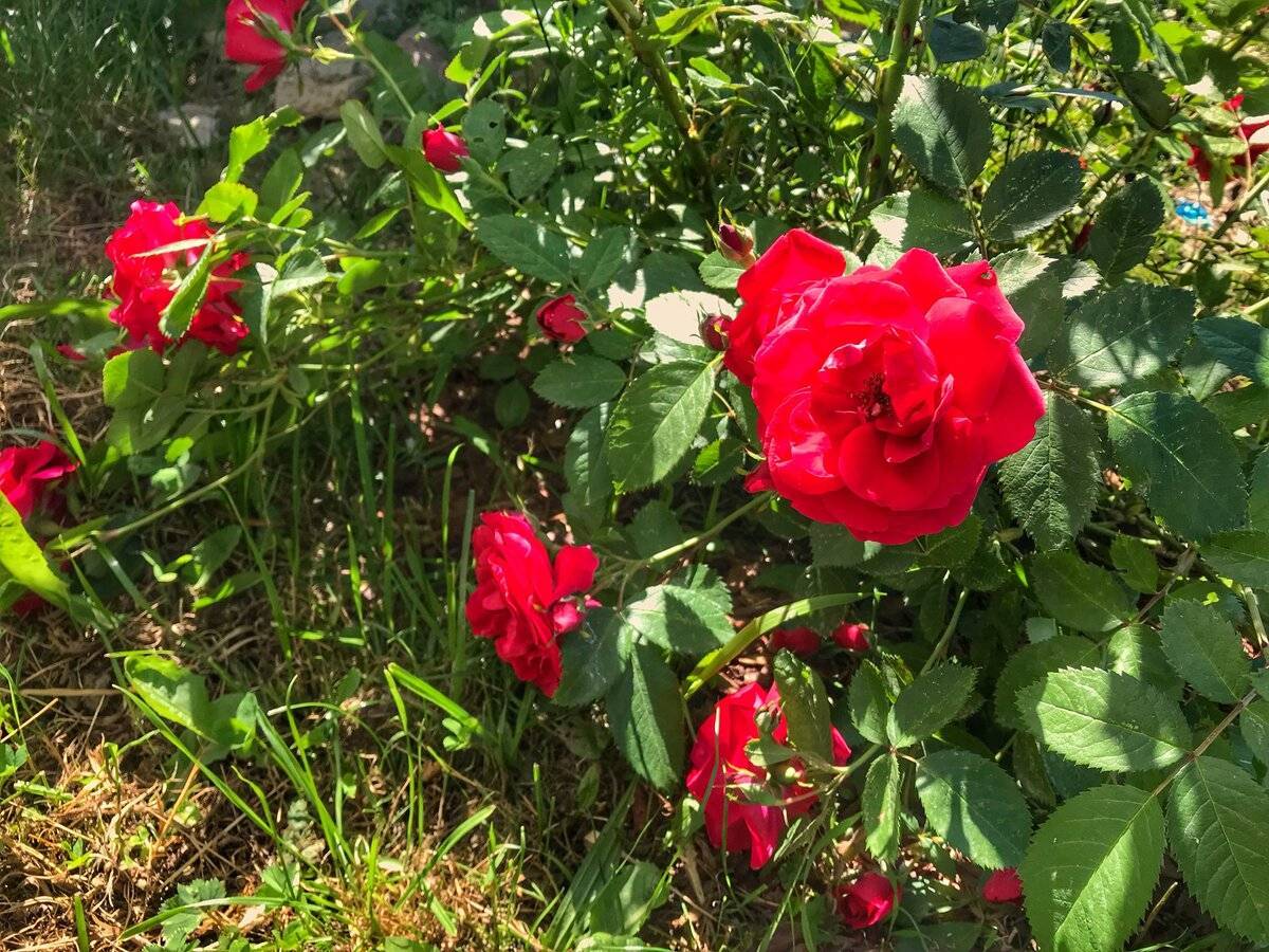 Агротехника выращивания роз в открытом грунте сада: фото, видео ухода за садовыми розами